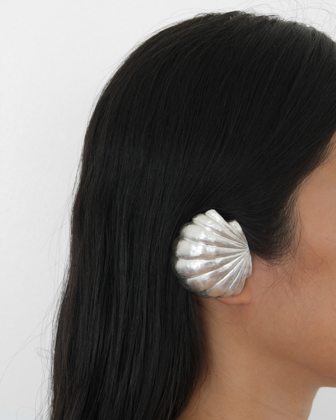 Pecten maximus