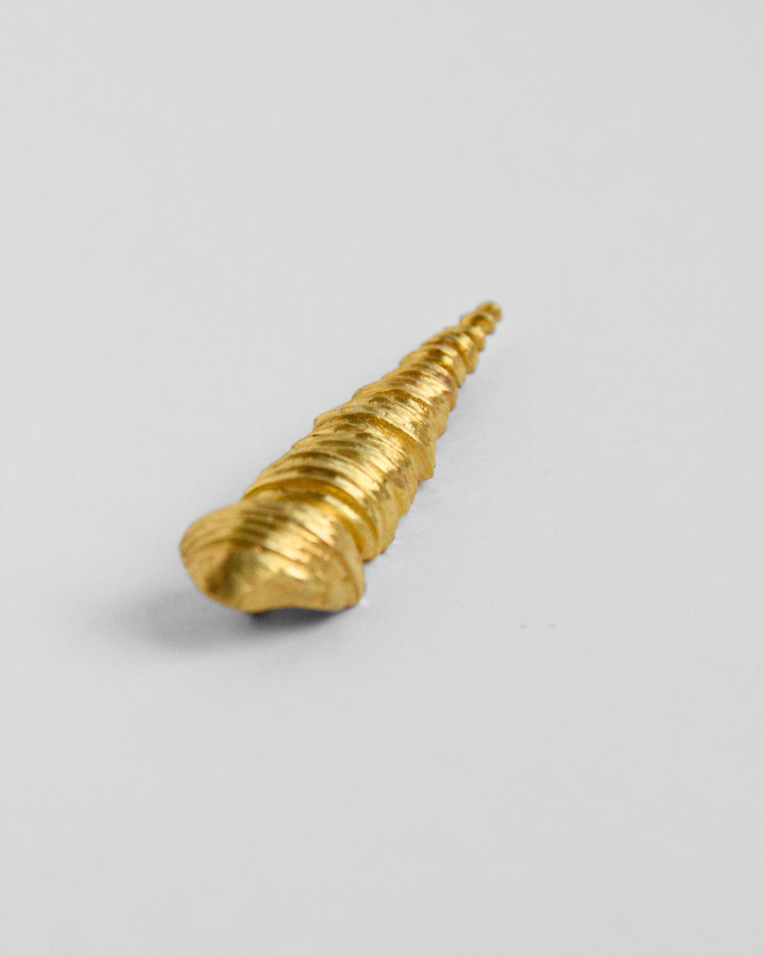 Turritella Terebra