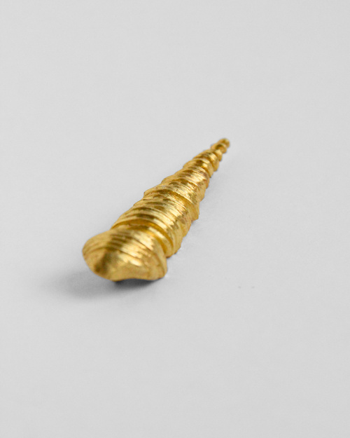 Turritella Terebra