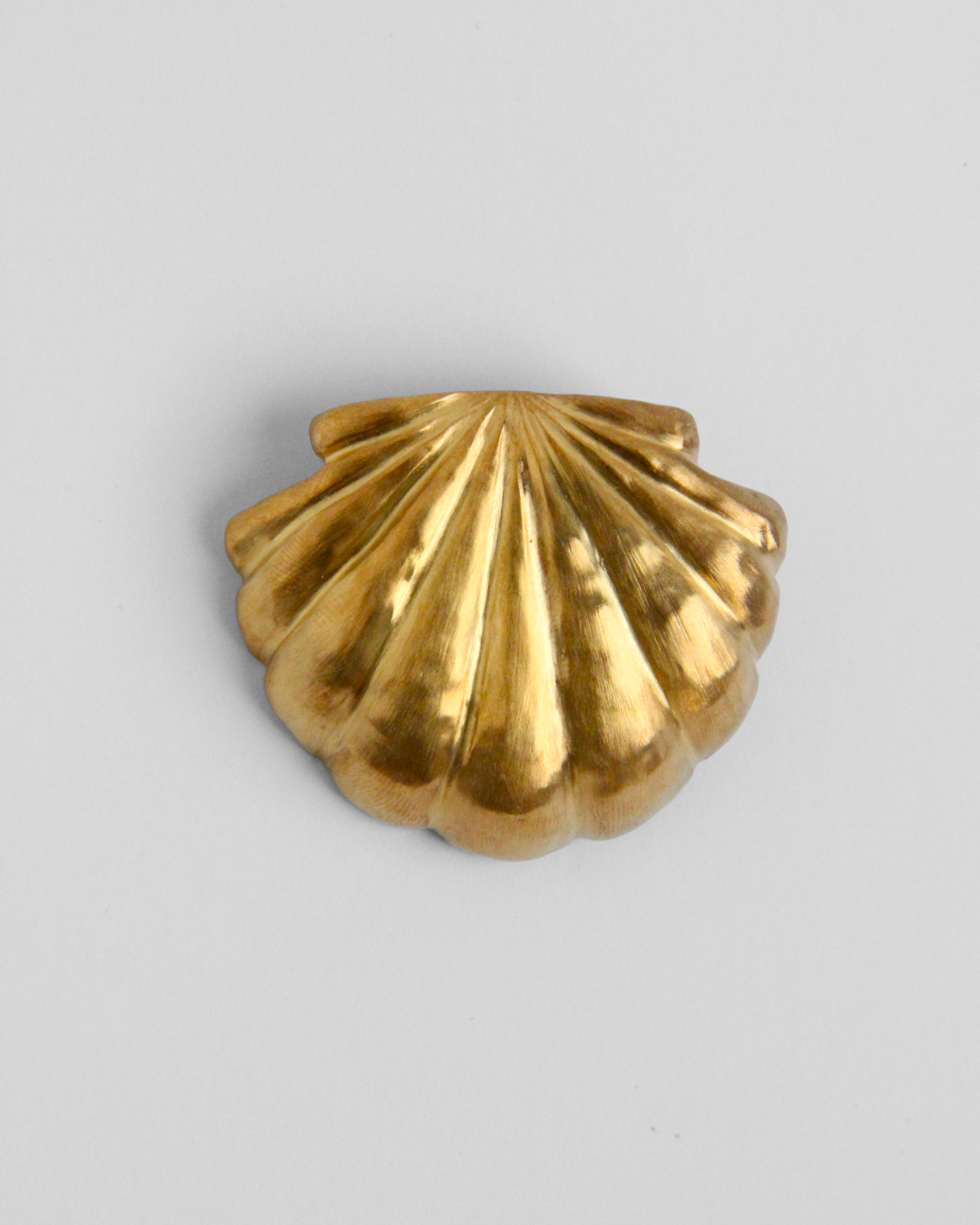 Pecten maximus