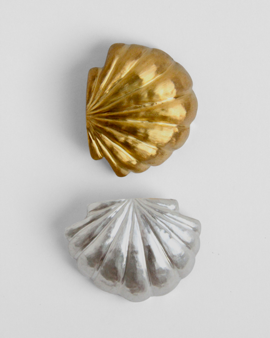 Pecten maximus