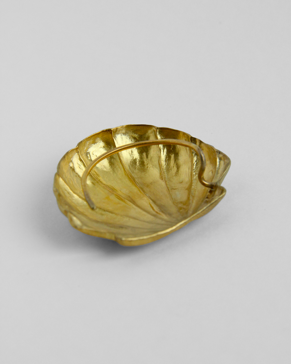 Pecten maximus