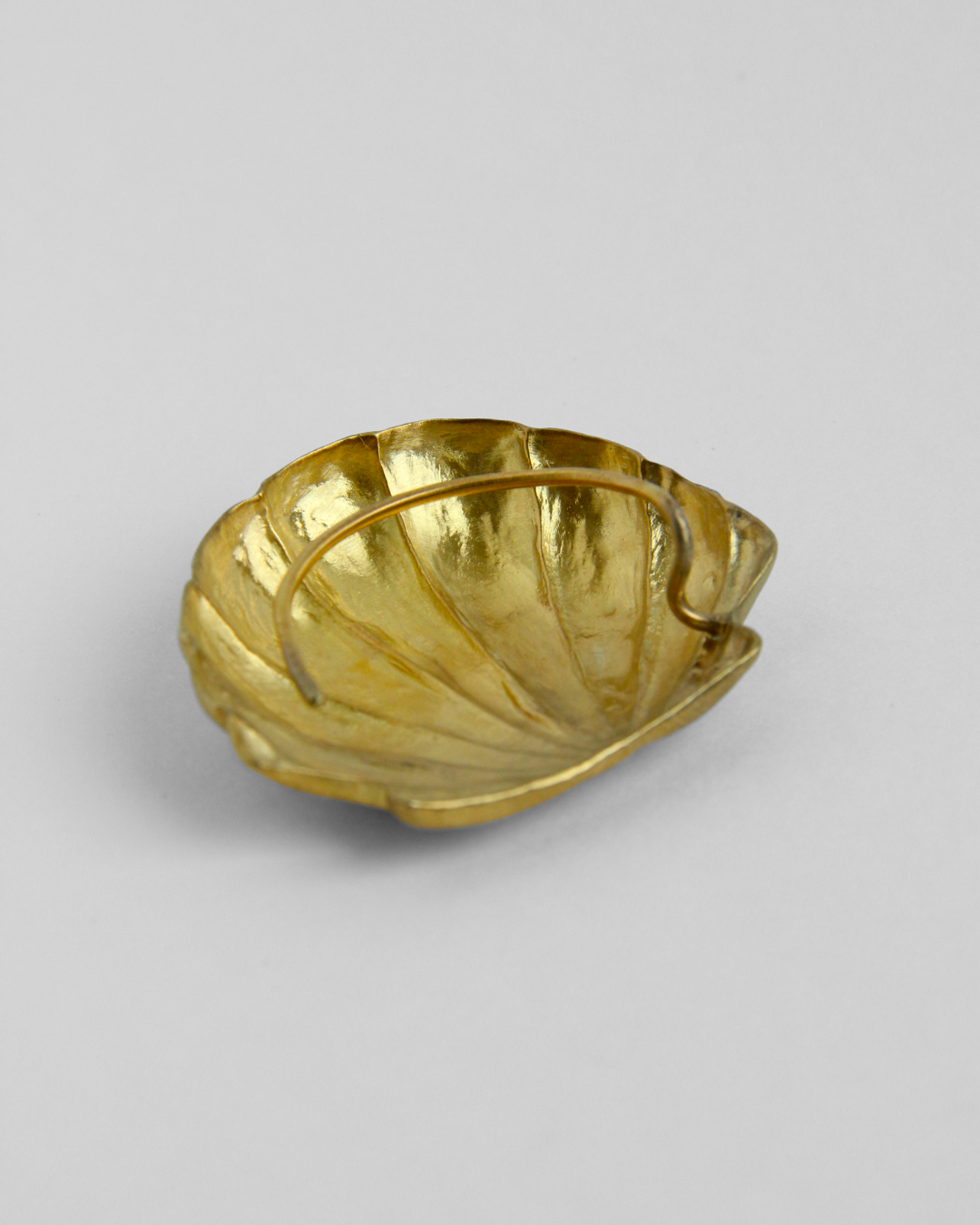 Pecten maximus